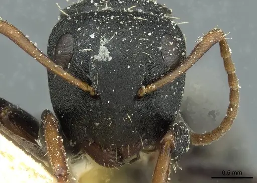 Camponotus braunsi specimen CASENT0911716 image casent0911716_2