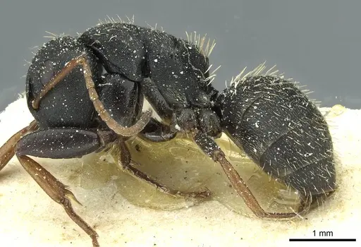 Camponotus braunsi specimen CASENT0911716 image casent0911716_3