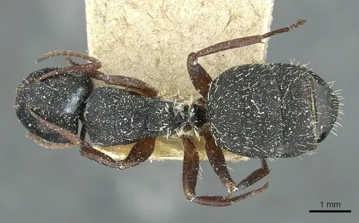 Camponotus braunsi specimen CASENT0911717 image casent0911717_1