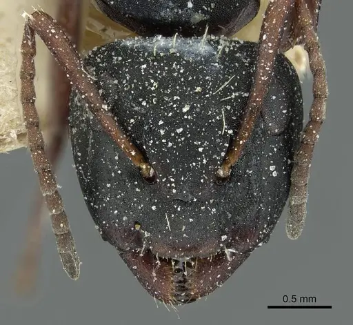 Camponotus braunsi specimen CASENT0911717 image casent0911717_2