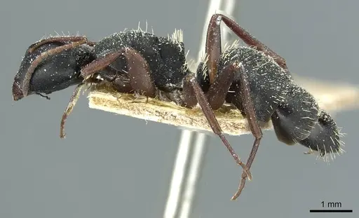 Camponotus braunsi specimen CASENT0911717 image casent0911717_3