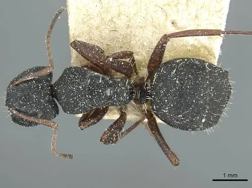 Camponotus braunsi specimen CASENT0911718 image casent0911718_1