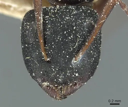 Camponotus braunsi specimen CASENT0911718 image casent0911718_2