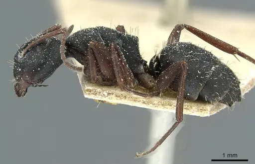 Camponotus braunsi specimen CASENT0911718 image casent0911718_3