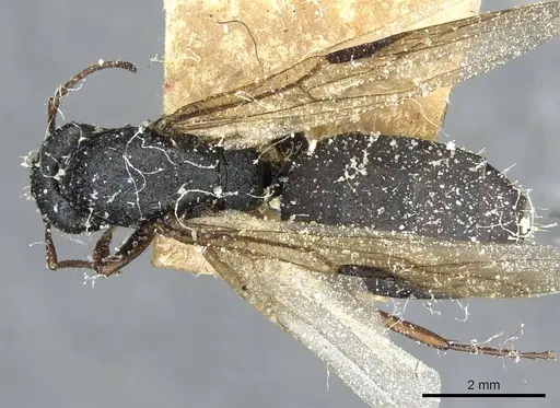 Camponotus braunsi specimen CASENT0911719 image casent0911719_1