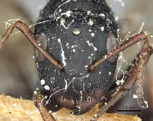 Camponotus braunsi specimen CASENT0911719 image casent0911719_2