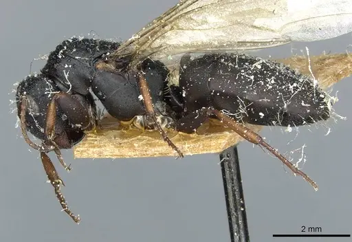 Camponotus braunsi specimen CASENT0911719 image casent0911719_3