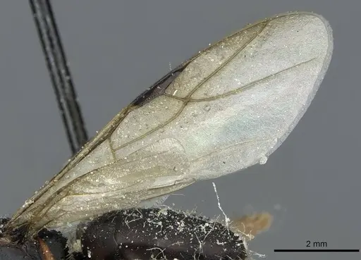 Camponotus braunsi specimen CASENT0911719 image casent0911719_4
