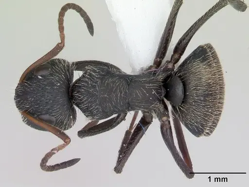 Camponotus brettesi specimen CASENT0173241 image casent0173241_1