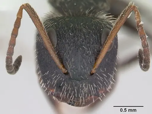 Camponotus brettesi specimen CASENT0173241 image casent0173241_2