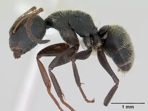 Camponotus brettesi specimen CASENT0173241 image casent0173241_3