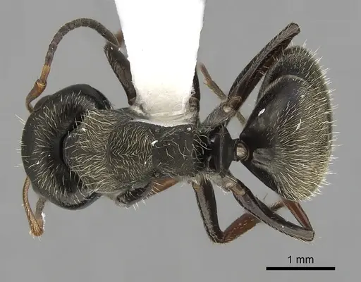 Camponotus brettesi specimen CASENT0280107 image casent0280107_1
