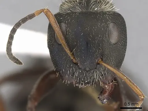 Camponotus brettesi specimen CASENT0280107 image casent0280107_2
