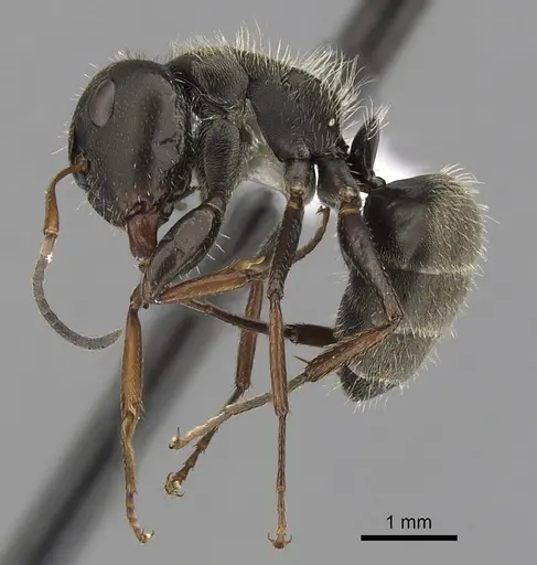 Camponotus brettesi specimen CASENT0280107 image casent0280107_3