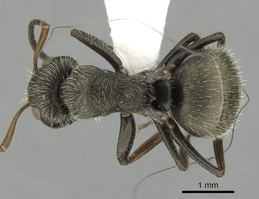 Camponotus brettesi specimen CASENT0280108 image casent0280108_1
