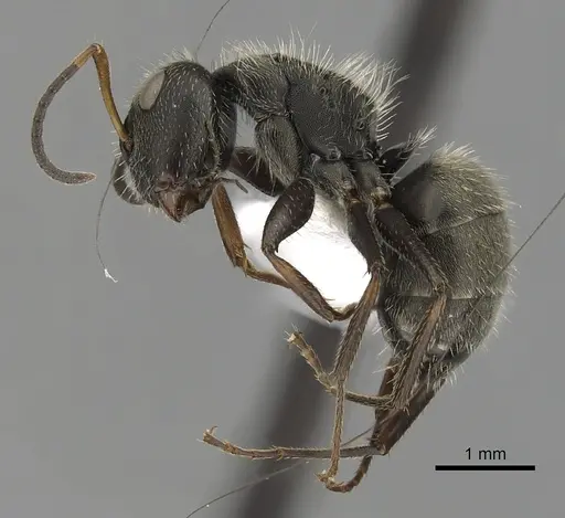 Camponotus brettesi specimen CASENT0280108 image casent0280108_3