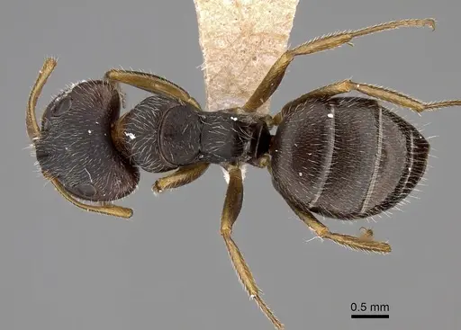 Camponotus brettesi specimen CASENT0280109 image casent0280109_1