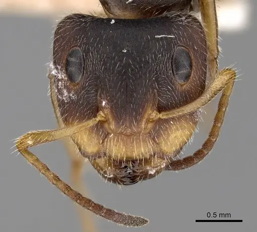 Camponotus brettesi specimen CASENT0280109 image casent0280109_2
