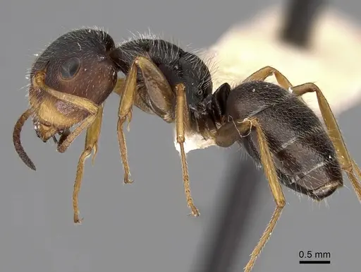 Camponotus brettesi specimen CASENT0280109 image casent0280109_3