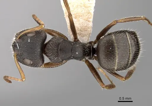 Camponotus brettesi specimen CASENT0280110 image casent0280110_1
