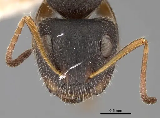 Camponotus brettesi specimen CASENT0280110 image casent0280110_2