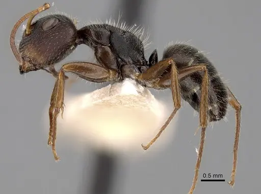 Camponotus brettesi specimen CASENT0280110 image casent0280110_3