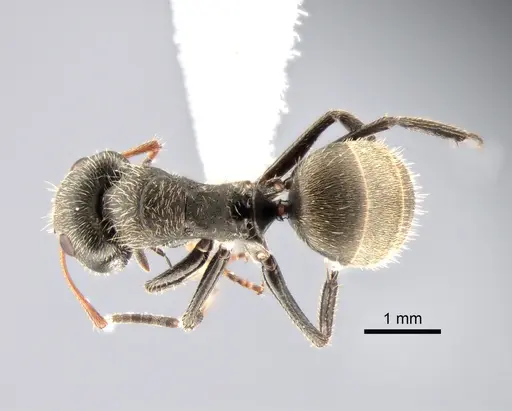 Camponotus brettesi specimen CASENT0882119 image casent0882119_1