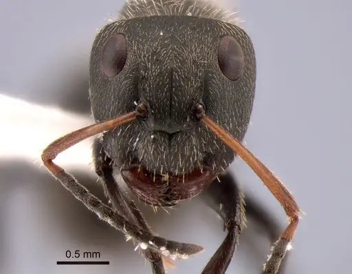 Camponotus brettesi specimen CASENT0882119 image casent0882119_2