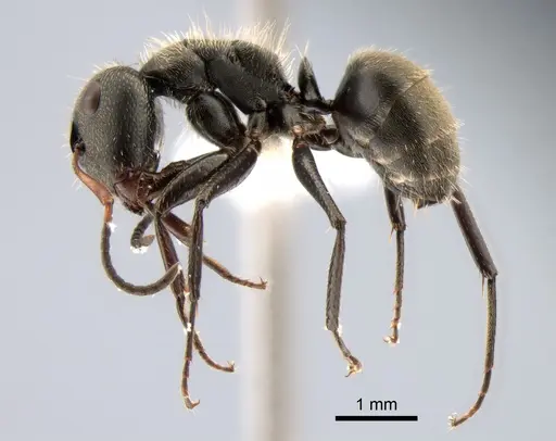 Camponotus brettesi specimen CASENT0882119 image casent0882119_3