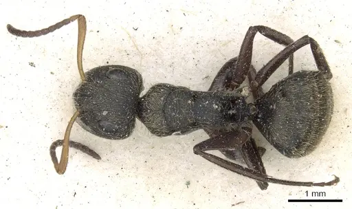 Camponotus brettesi specimen CASENT0903621 image casent0903621_1