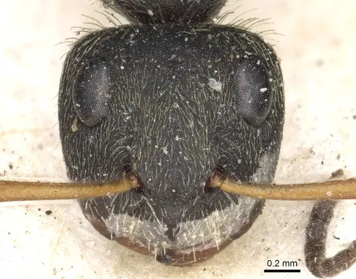 Camponotus brettesi specimen CASENT0903621 image casent0903621_2