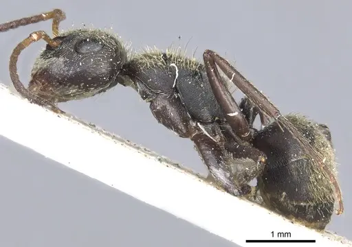 Camponotus brettesi specimen CASENT0903621 image casent0903621_3