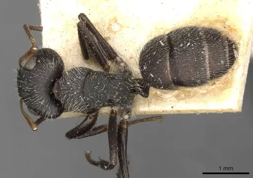 Camponotus brettesi specimen CASENT0910686 image casent0910686_1
