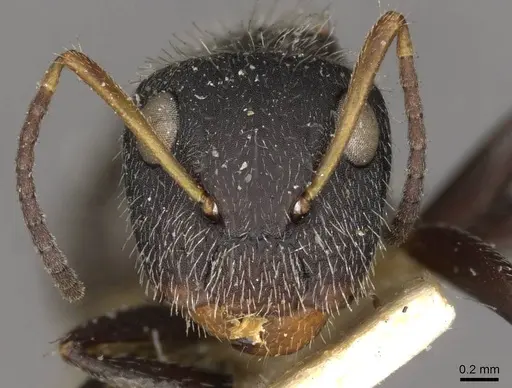 Camponotus brettesi specimen CASENT0910686 image casent0910686_2