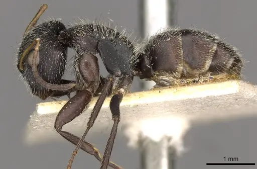 Camponotus brettesi specimen CASENT0910686 image casent0910686_3