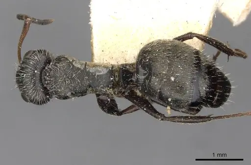 Camponotus brettesi specimen CASENT0910687 image casent0910687_1