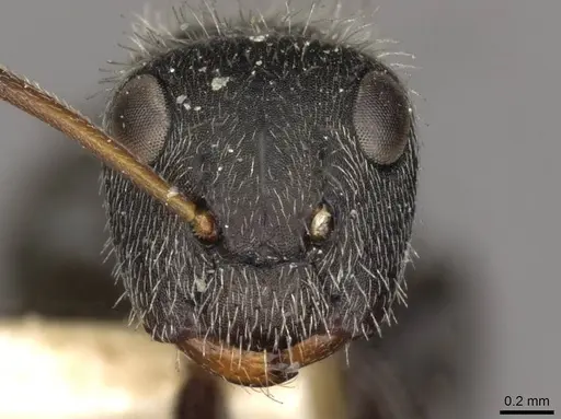 Camponotus brettesi specimen CASENT0910687 image casent0910687_2