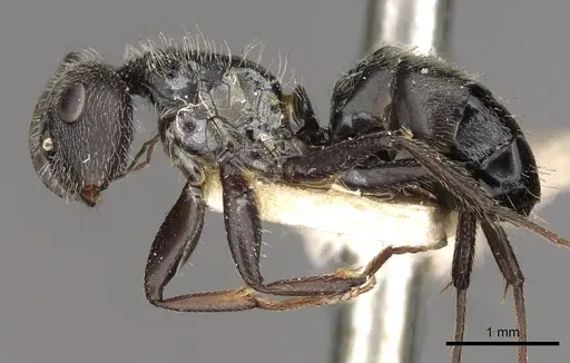 Camponotus brettesi specimen CASENT0910687 image casent0910687_3