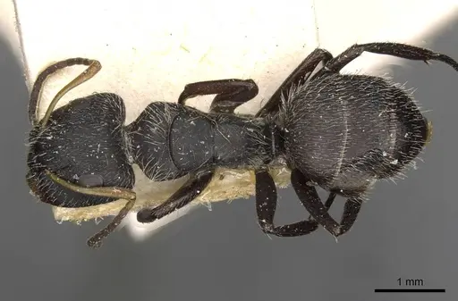 Camponotus brettesi specimen CASENT0910688 image casent0910688_1