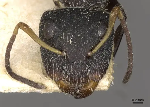 Camponotus brettesi specimen CASENT0910688 image casent0910688_2