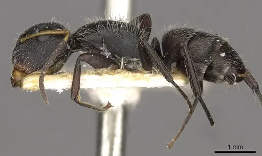 Camponotus brettesi specimen CASENT0910688 image casent0910688_3
