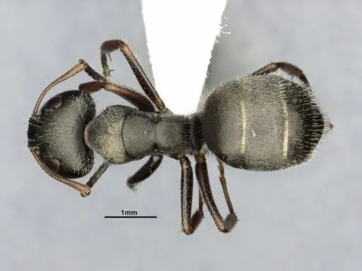 Camponotus brettesi specimen CASENT4032227 image casent4032227_1