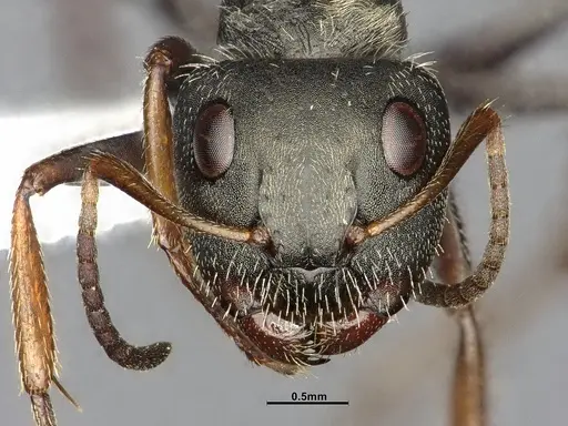 Camponotus brettesi specimen CASENT4032227 image casent4032227_2