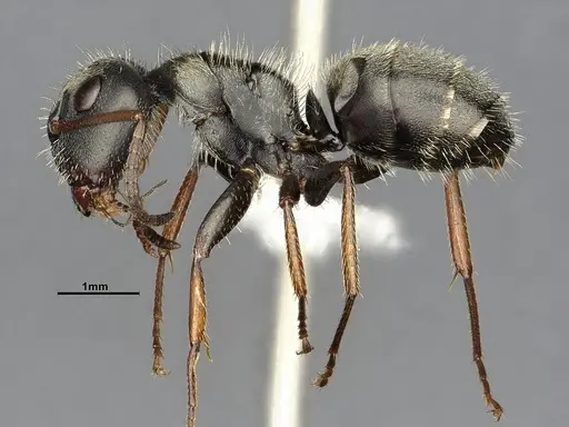 Camponotus brettesi specimen CASENT4032227 image casent4032227_3