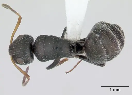 Camponotus brevis specimen CASENT0173555 image casent0173555_1