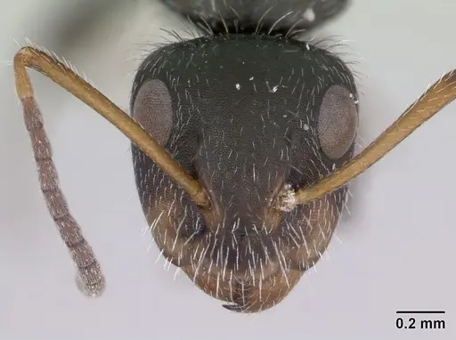 Camponotus brevis specimen CASENT0173555 image casent0173555_2