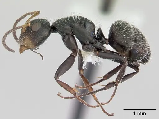 Camponotus brevis specimen CASENT0173555 image casent0173555_3