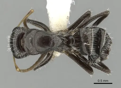 Camponotus brevis specimen CASENT0280105 image casent0280105_1