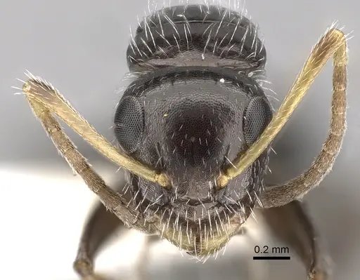 Camponotus brevis specimen CASENT0280105 image casent0280105_2