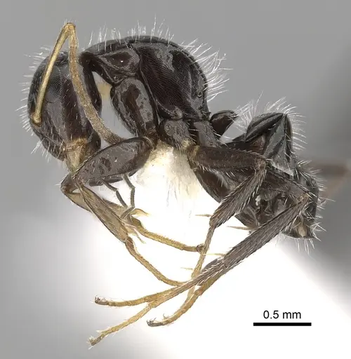 Camponotus brevis specimen CASENT0280105 image casent0280105_3